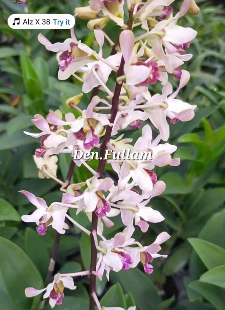 Dendrobium Fullum