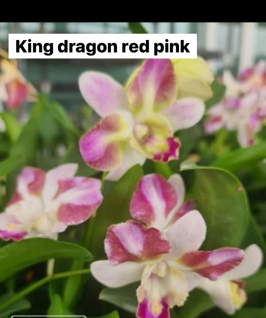 Dendrobium King Dragon Red Pink