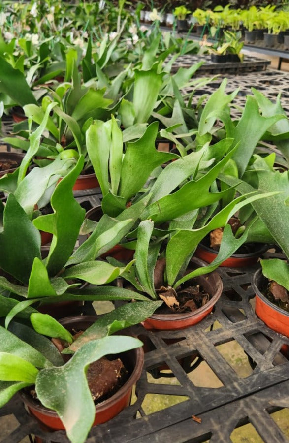 Staghorn Fern