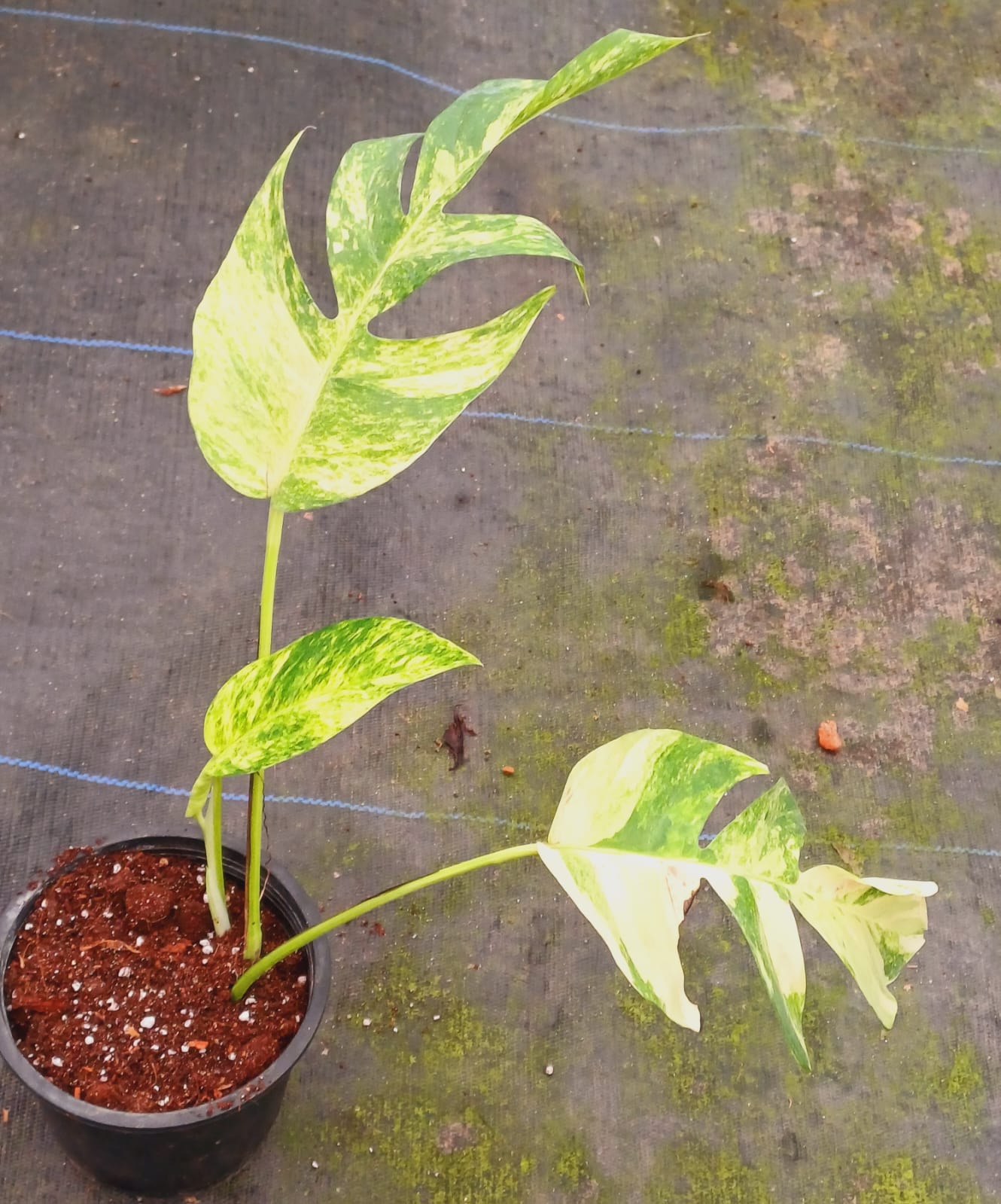 Epipremnum Flame Aurea Variegated