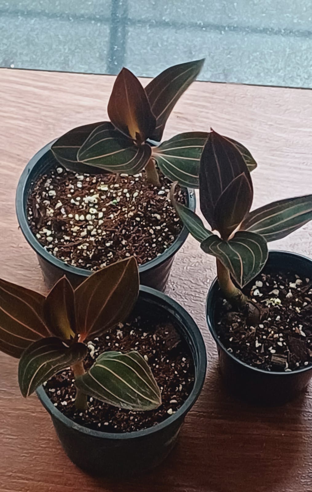 Jewel Orchid ( Ludisia Discolor)