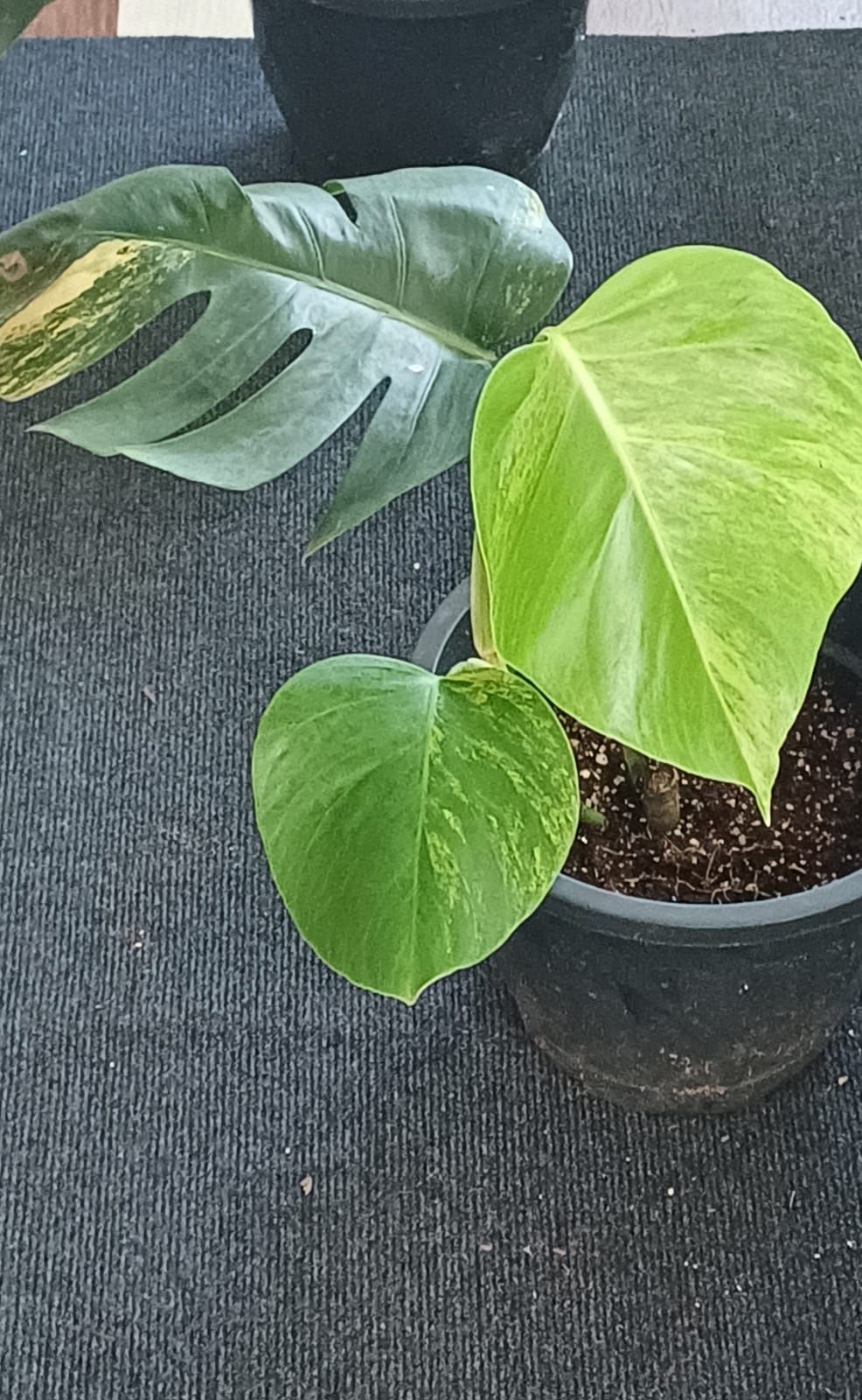 Monstera Aurea Variegated