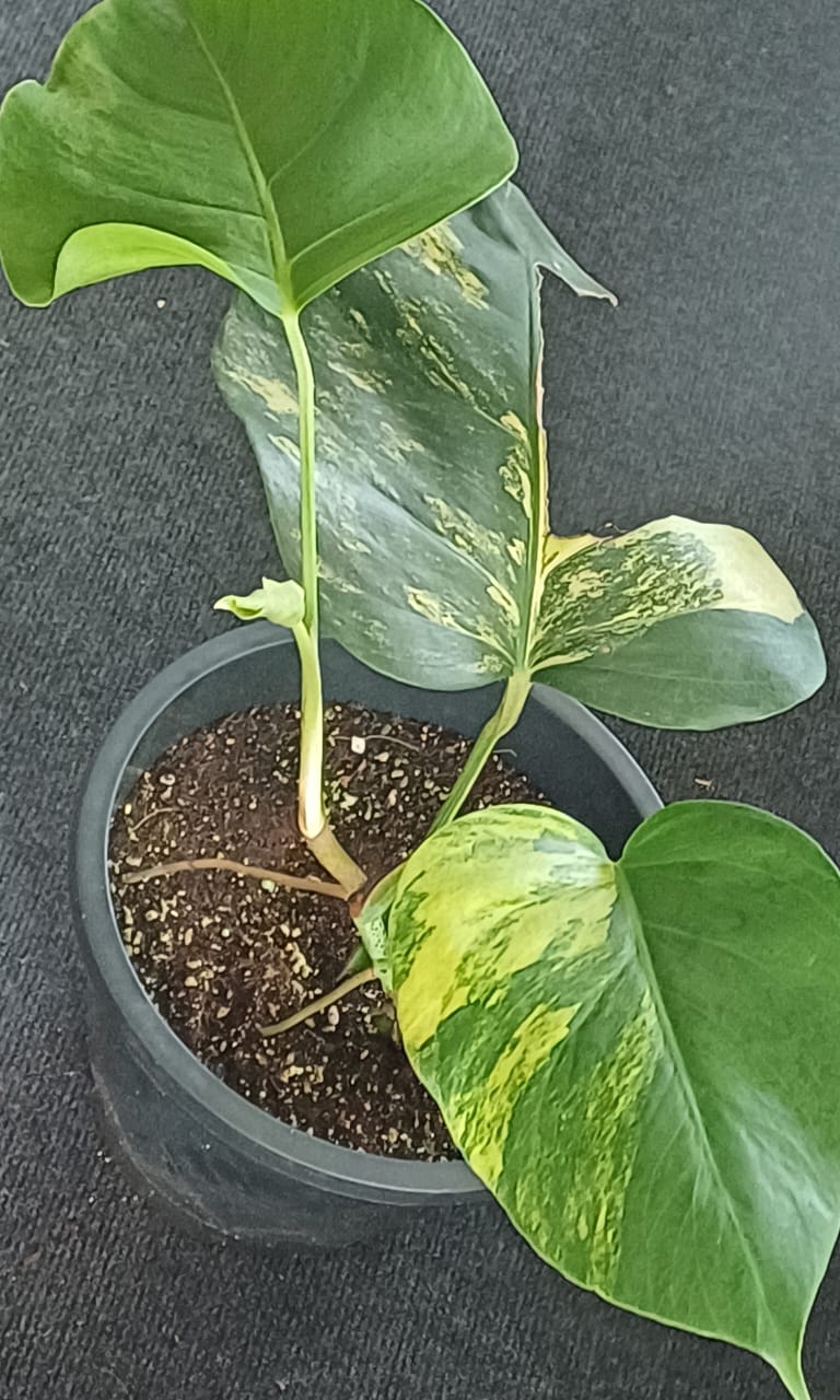 Monstera Aurea Variegated