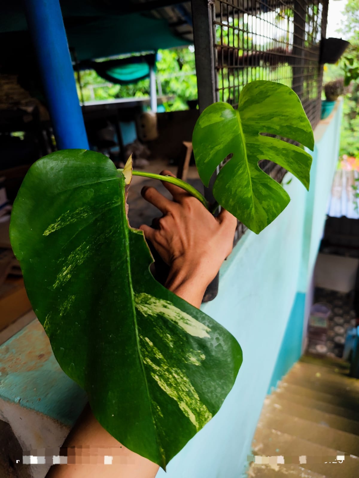 Monstera Aurea Variegated