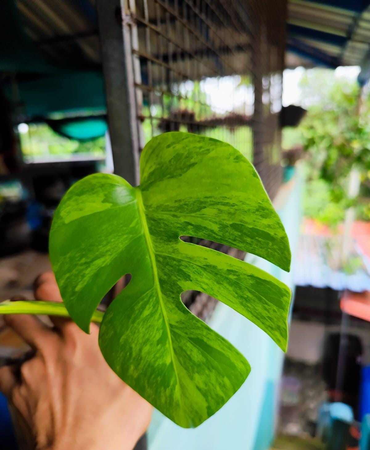 Monstera Aurea Variegated