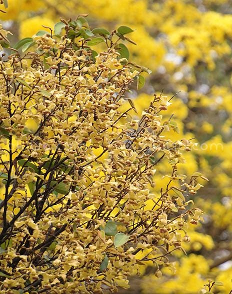 Frangipani vine