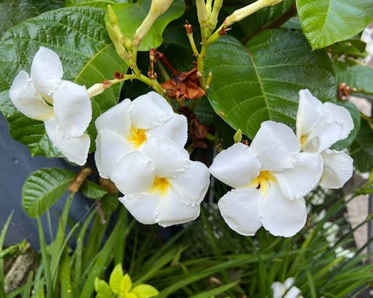 Frangipani vine