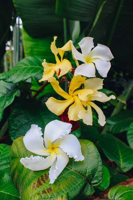 Frangipani vine