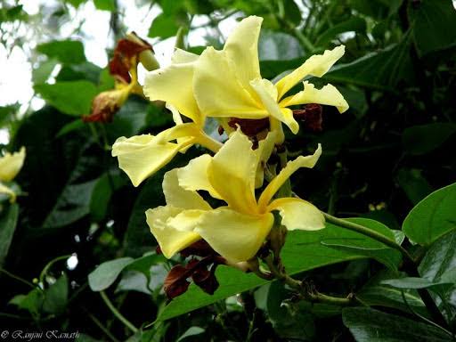 Frangipani vine