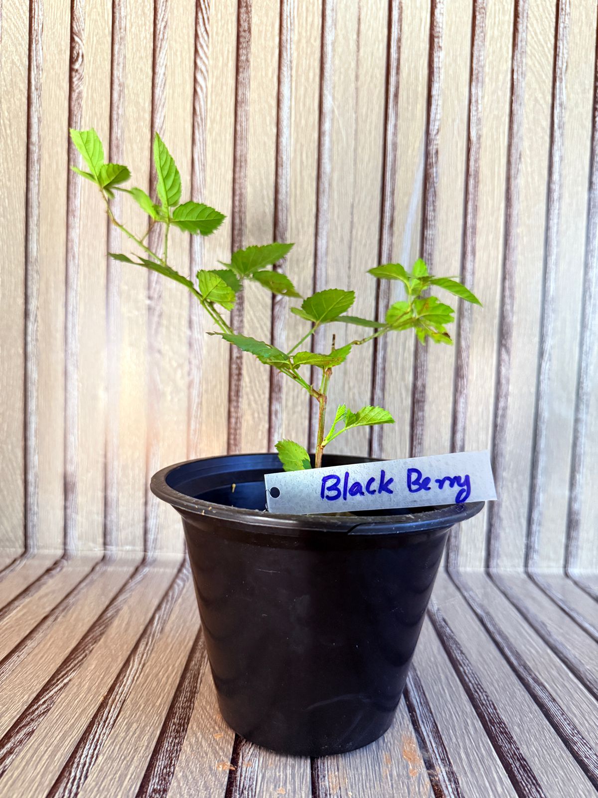 Black Berry Jam Exotic Fruit Plants (Randia Formosa)