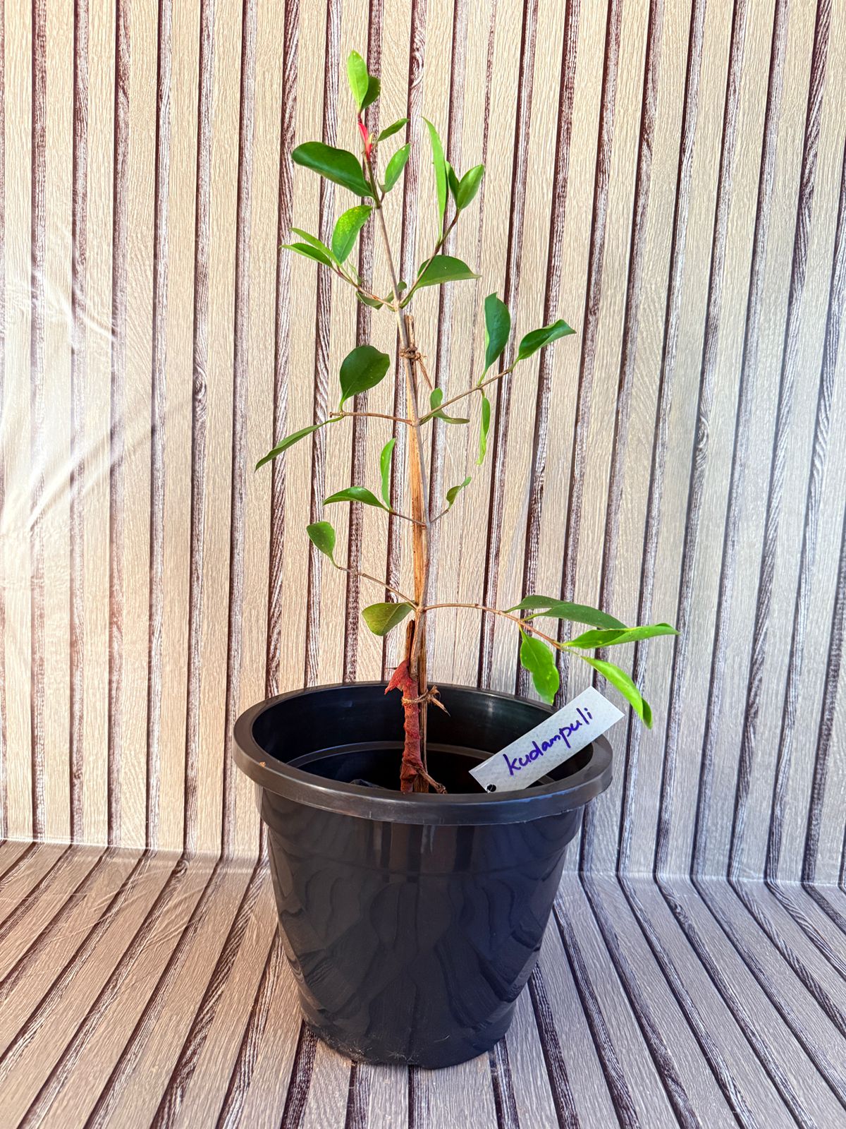 Malabar Tamarind Exotic Fruit Plants (Garcinia Gummi Gutta) Kudampuli