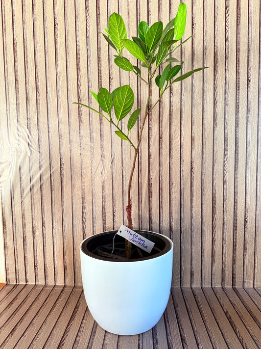 Jackfruit Plant (Muttom Varikka)