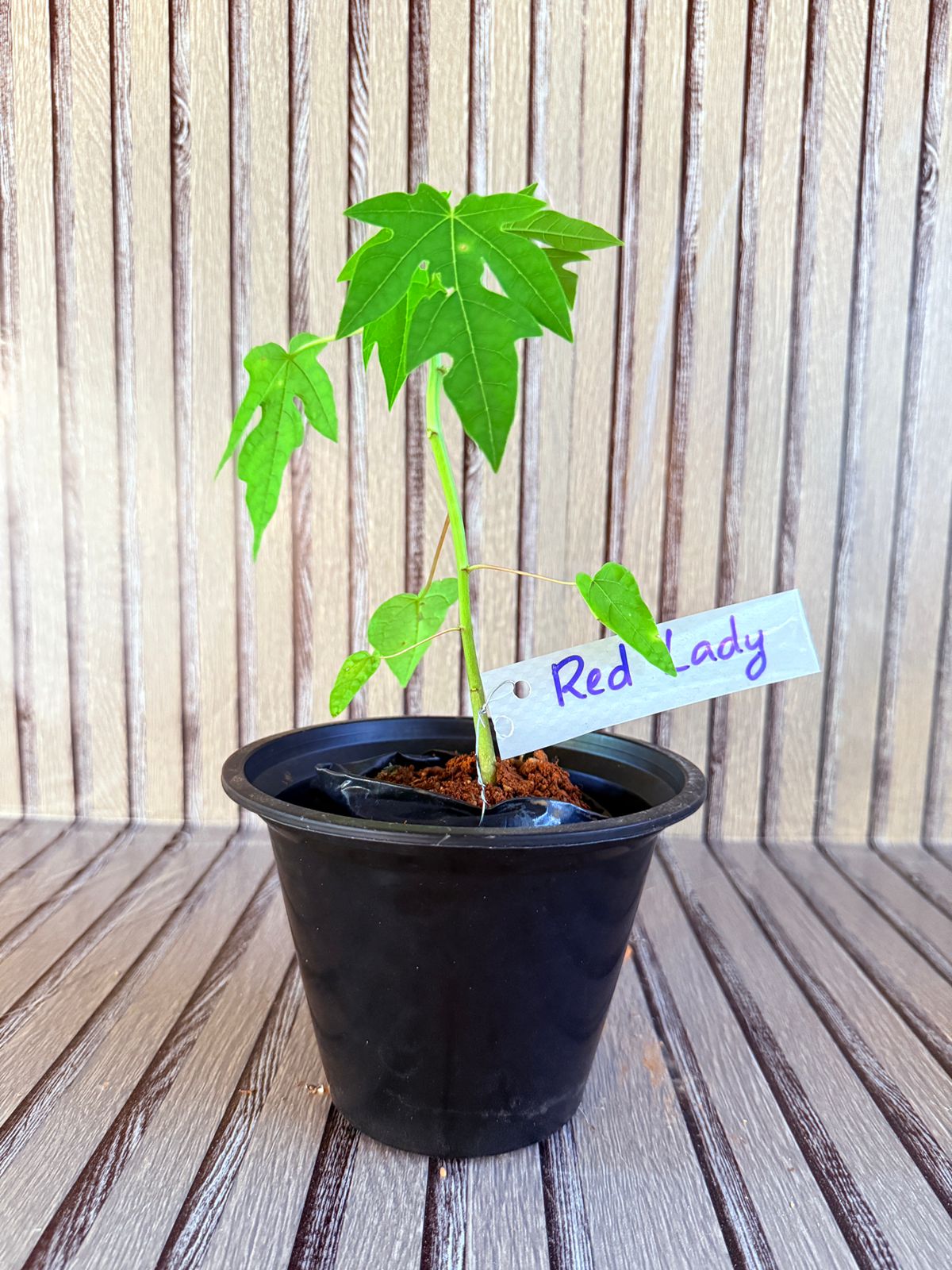 Red lady papaya (Carica papaya 'Red Lady')