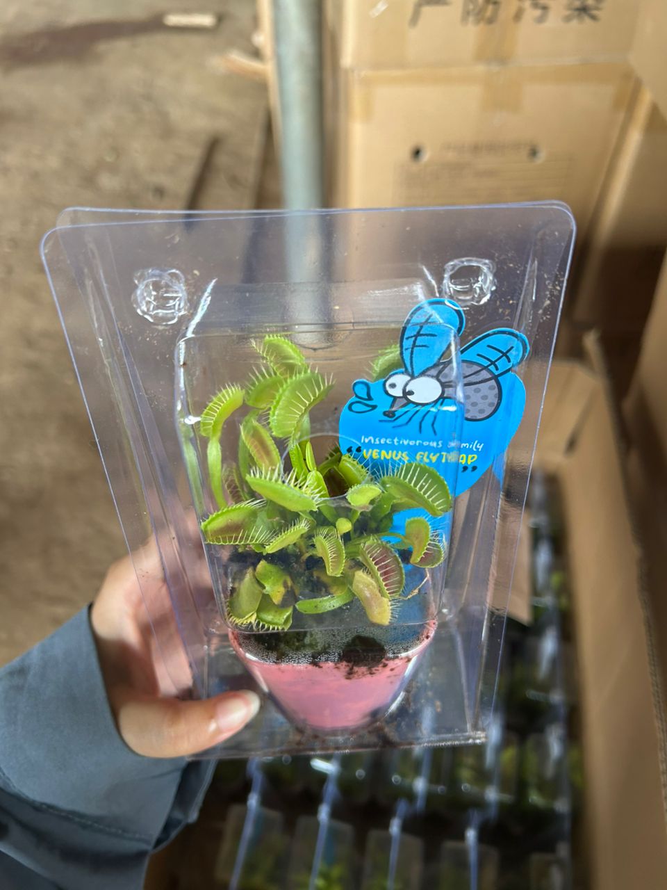 Venus Fly Trap - Dionaea Muscipula