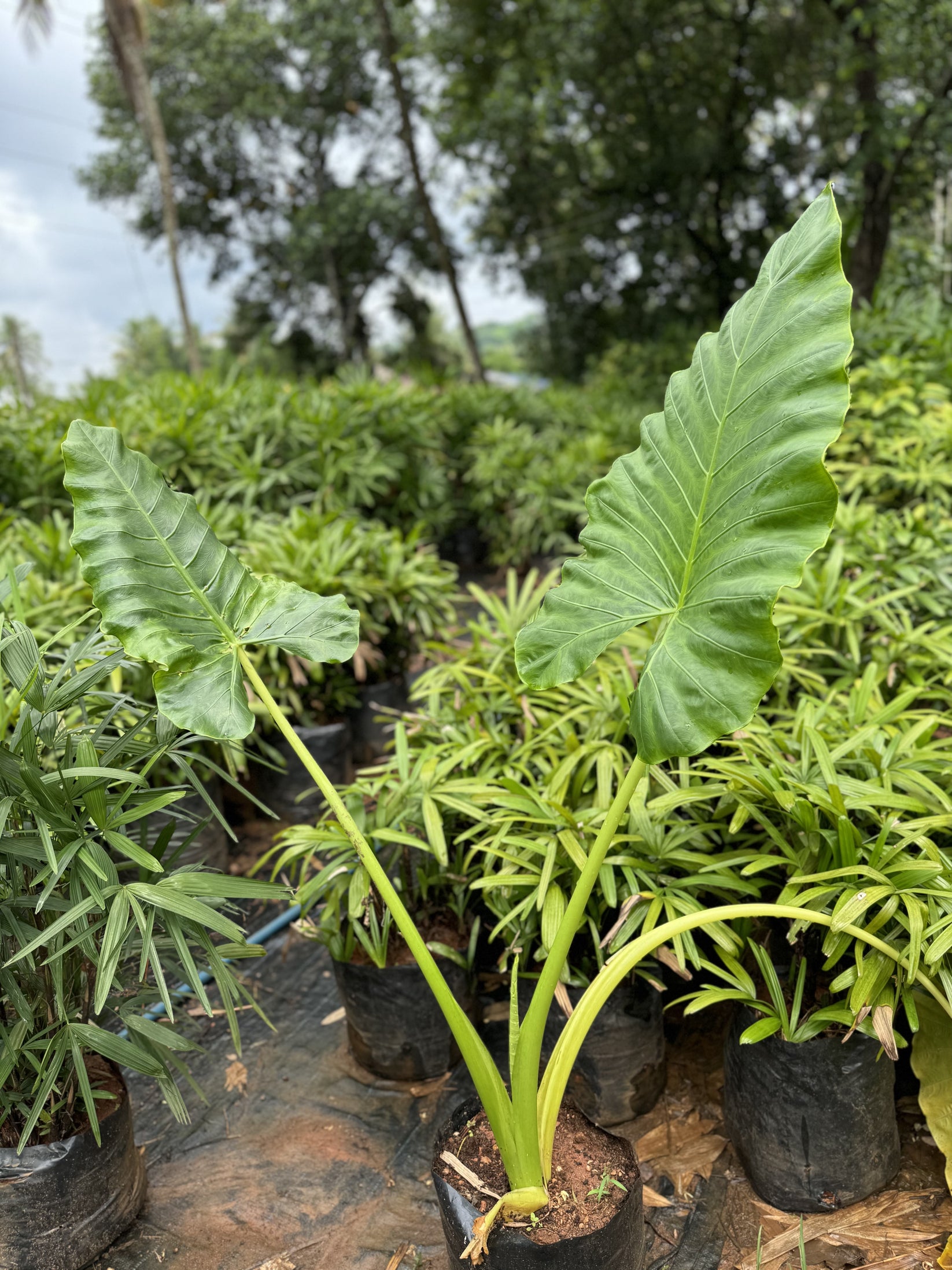 5 LIVE BULBS Colocasia Gigantea Thailand Giant Thai Giant Elephant - Foto 14