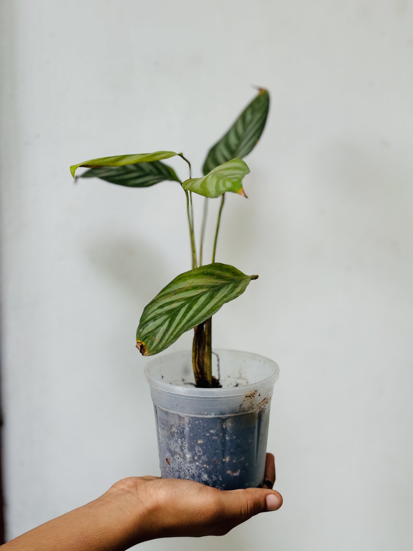 Calathea Majestica Exotica