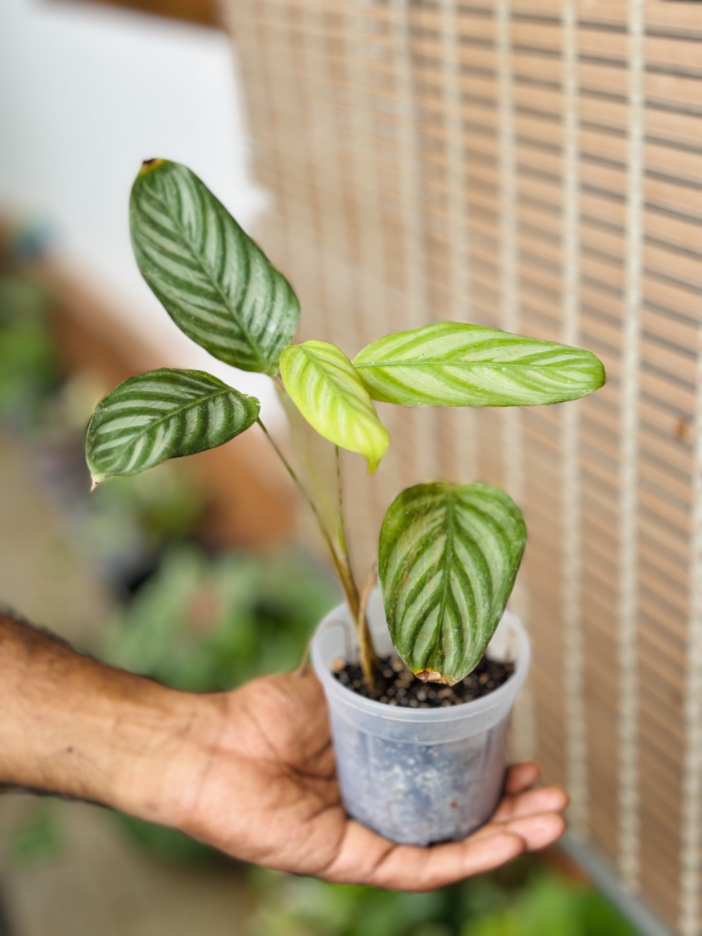 Calathea Majestica Exotica