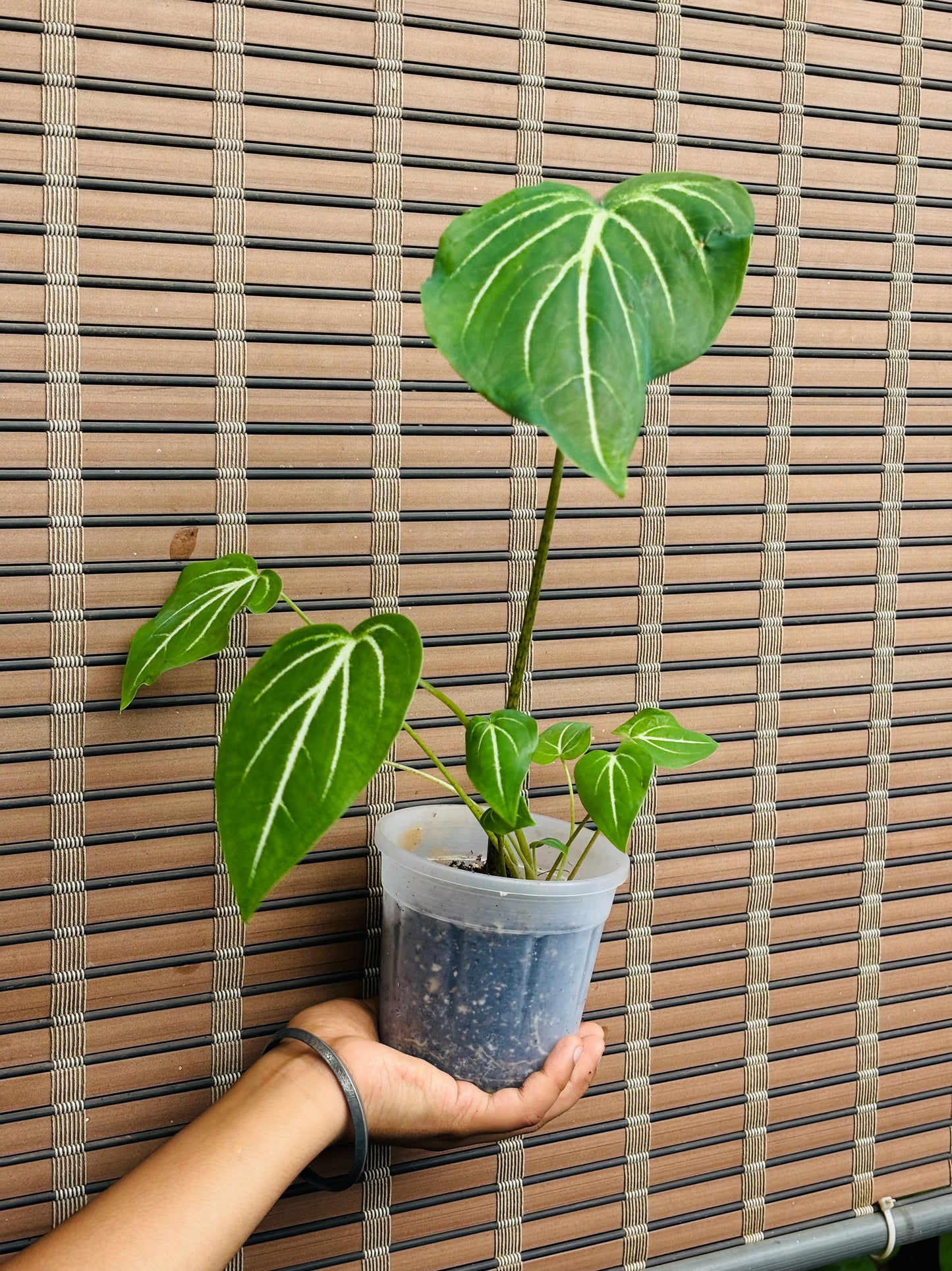 Caladium Schomburgkii