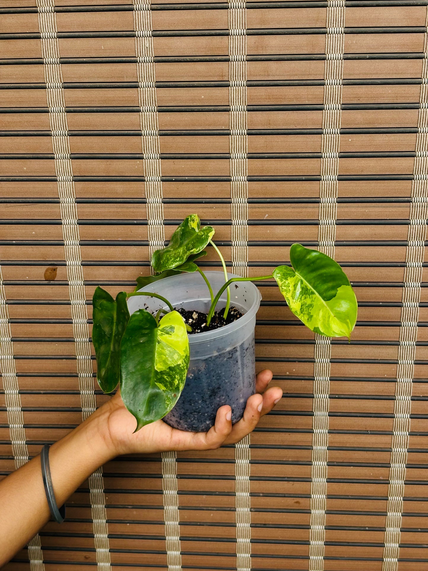 Philodendron Burle Marx Variegated