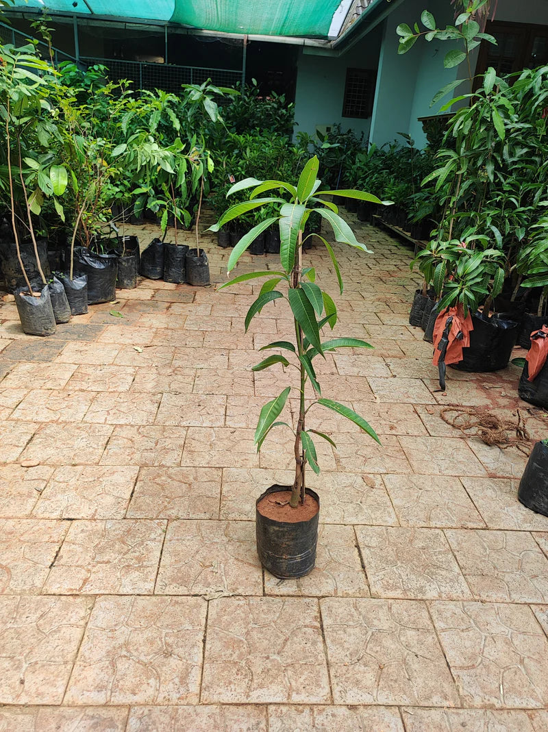 Cheruku Rasalu Mango Grafted Exotic Fruit Plant