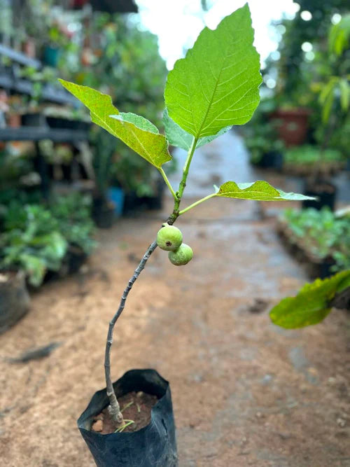 Israel Fig / Anjeer / Athi pazham Grafted Exotic Fruit Plant