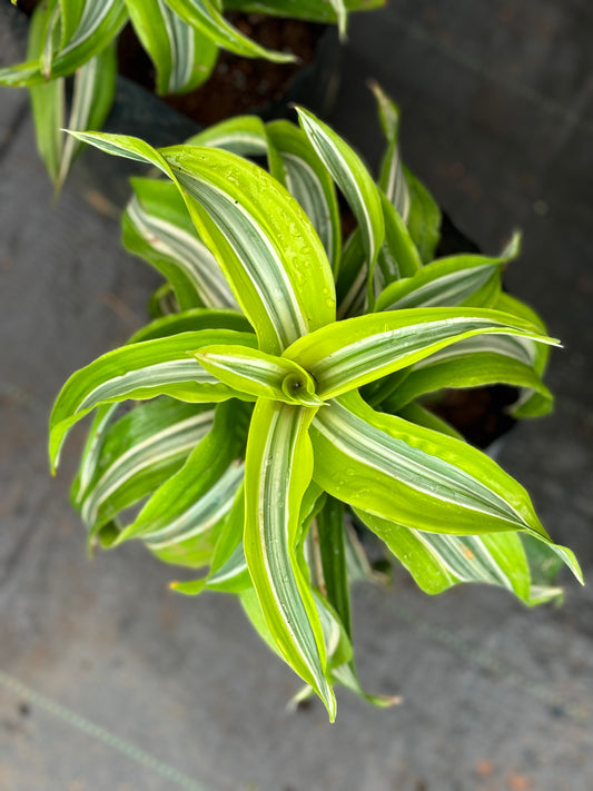 Twisted Dracaena 'Lemon Surprise'