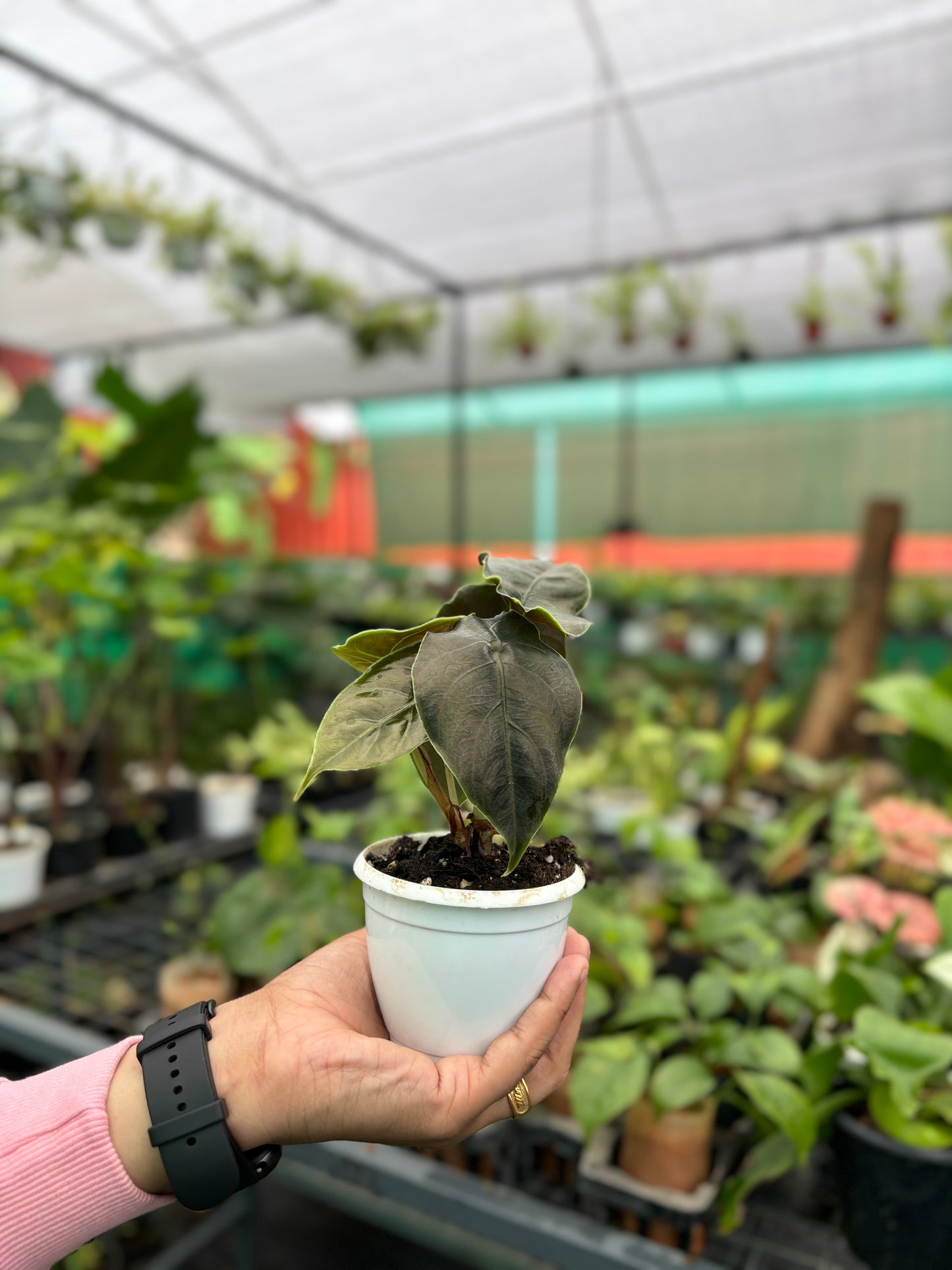 Alocasia Azlanii Tuber 'Juvenile'