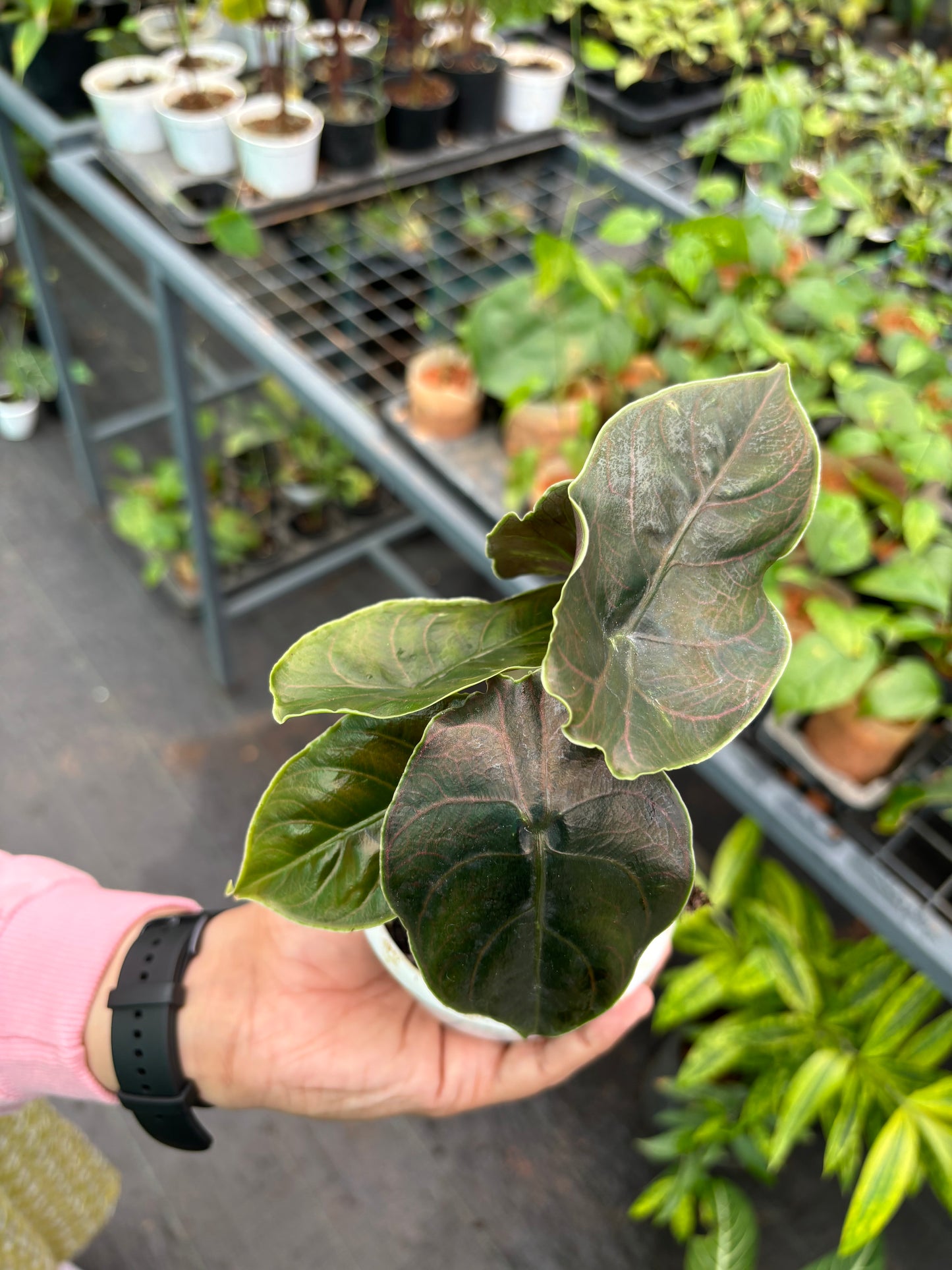 Alocasia Azlanii Tuber 'Juvenile'