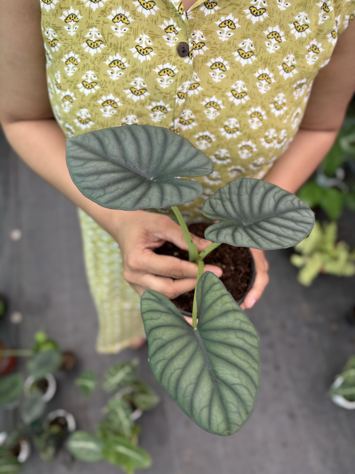 Alocasia Nebula ' Tuber'