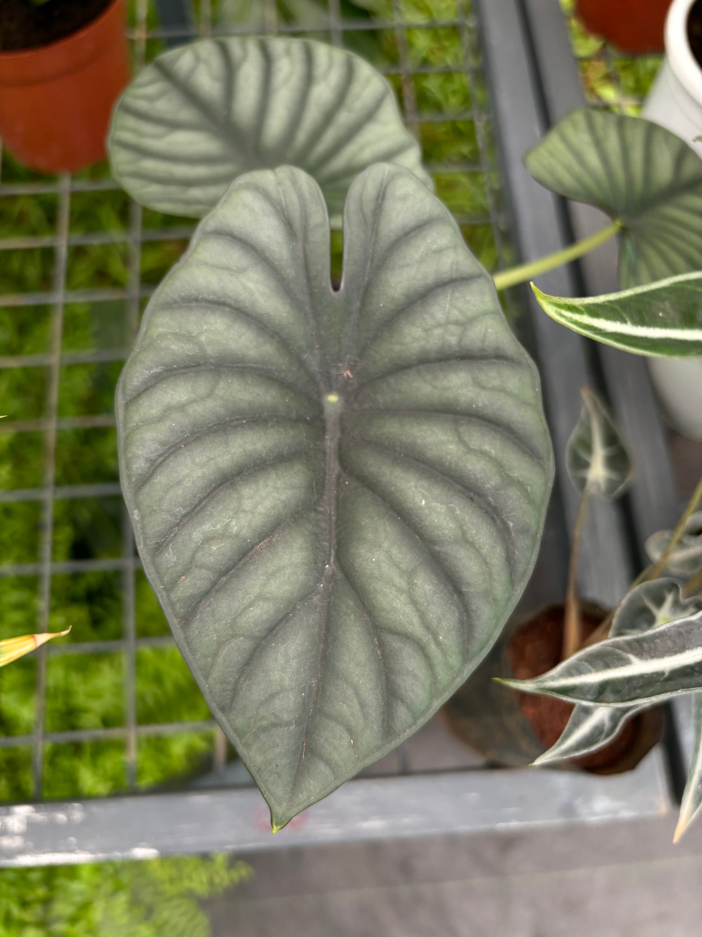 Alocasia Nebula ' Tuber'