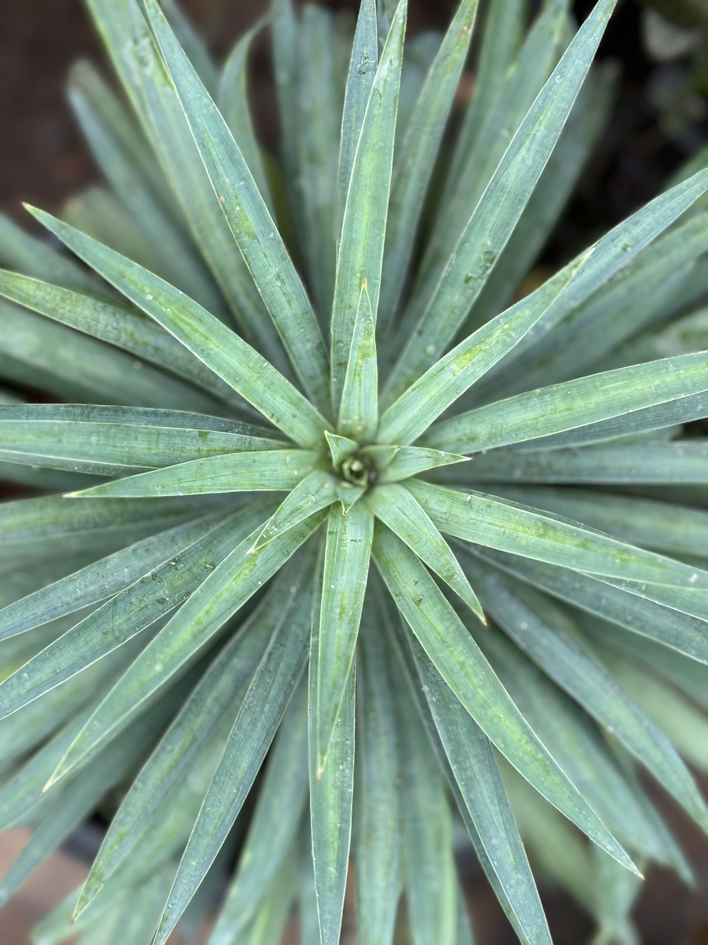 Yucca Glauca