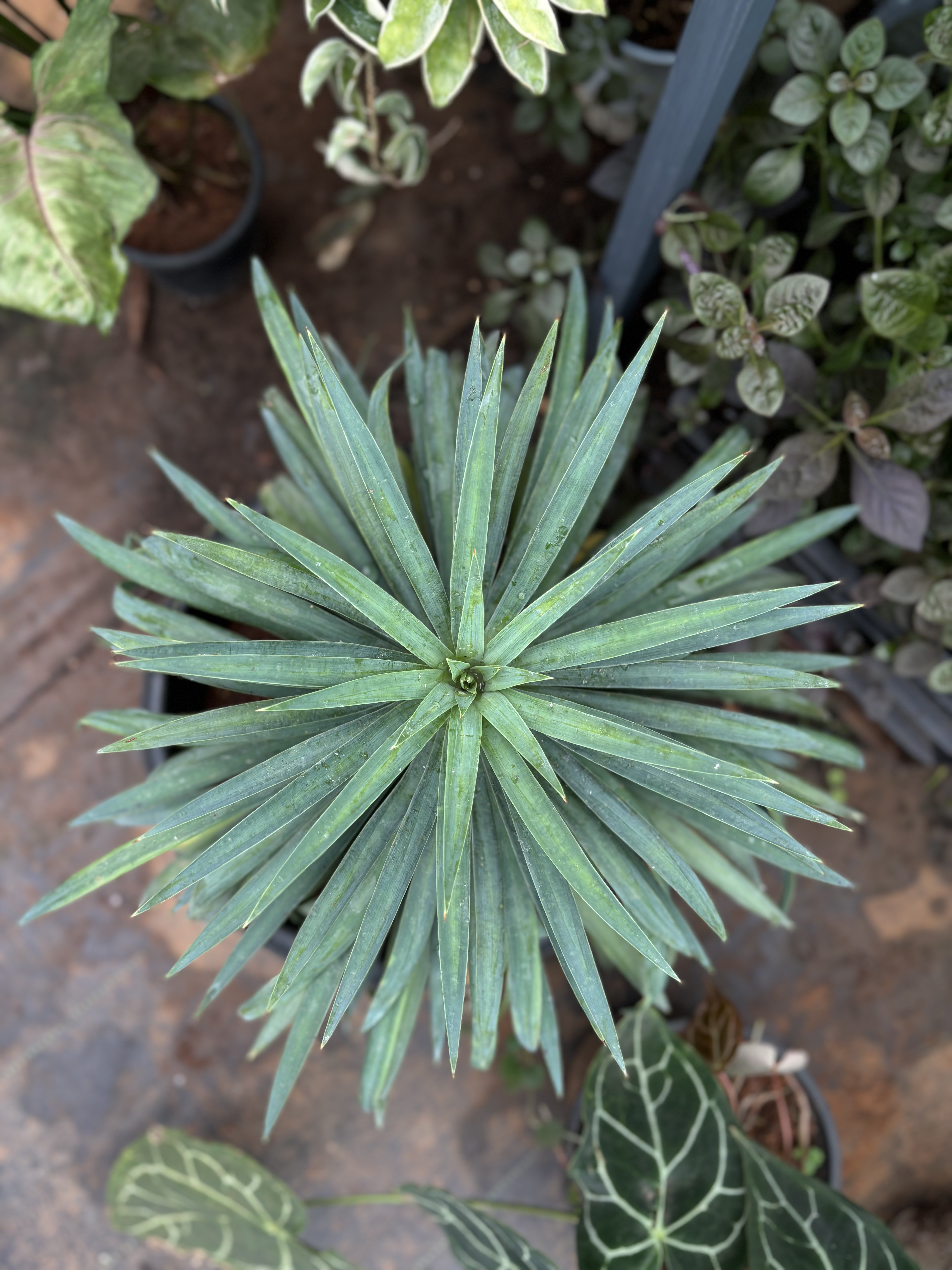 Yucca Glauca : Buy Plant Online In India – Growcerys