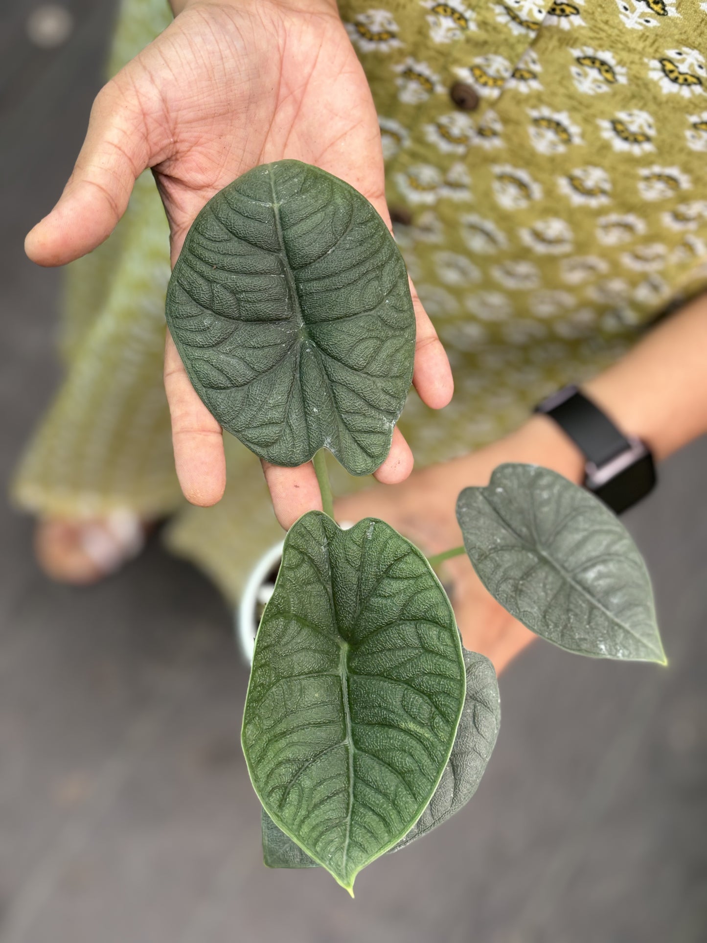 Alocasia Melo 'Tuber'