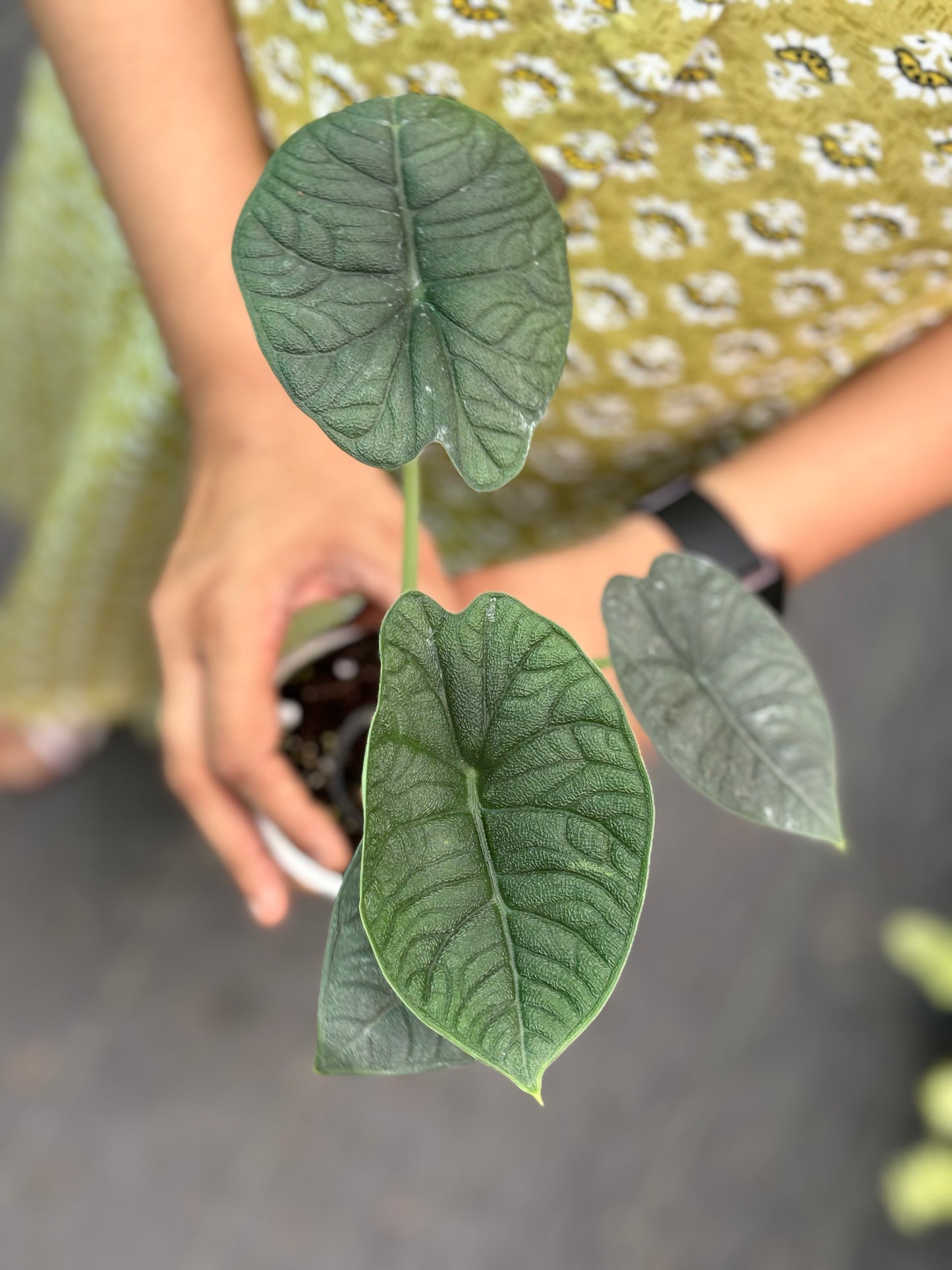 Alocasia Melo 'Tuber'