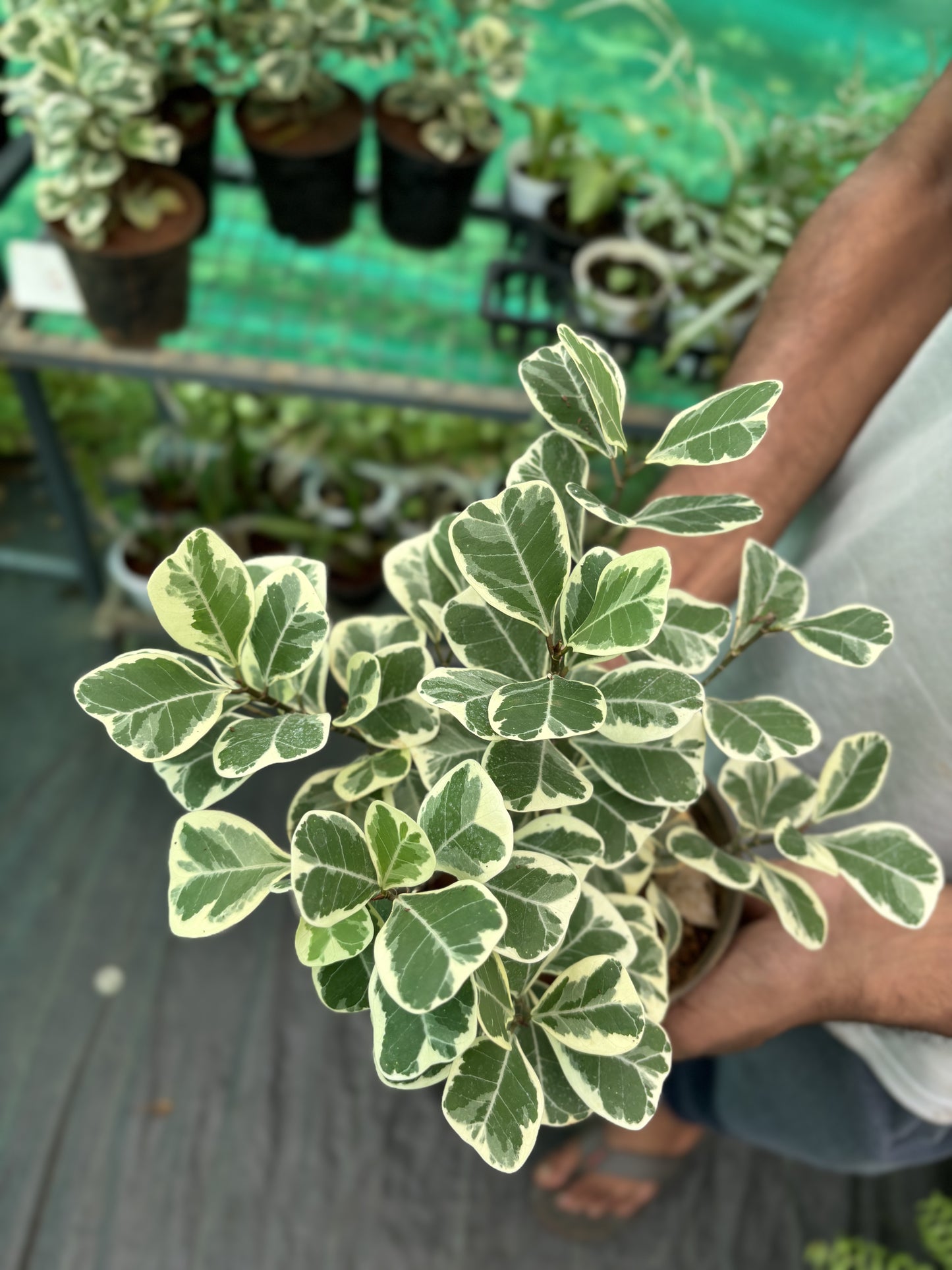 Variegated Triangle Ficus