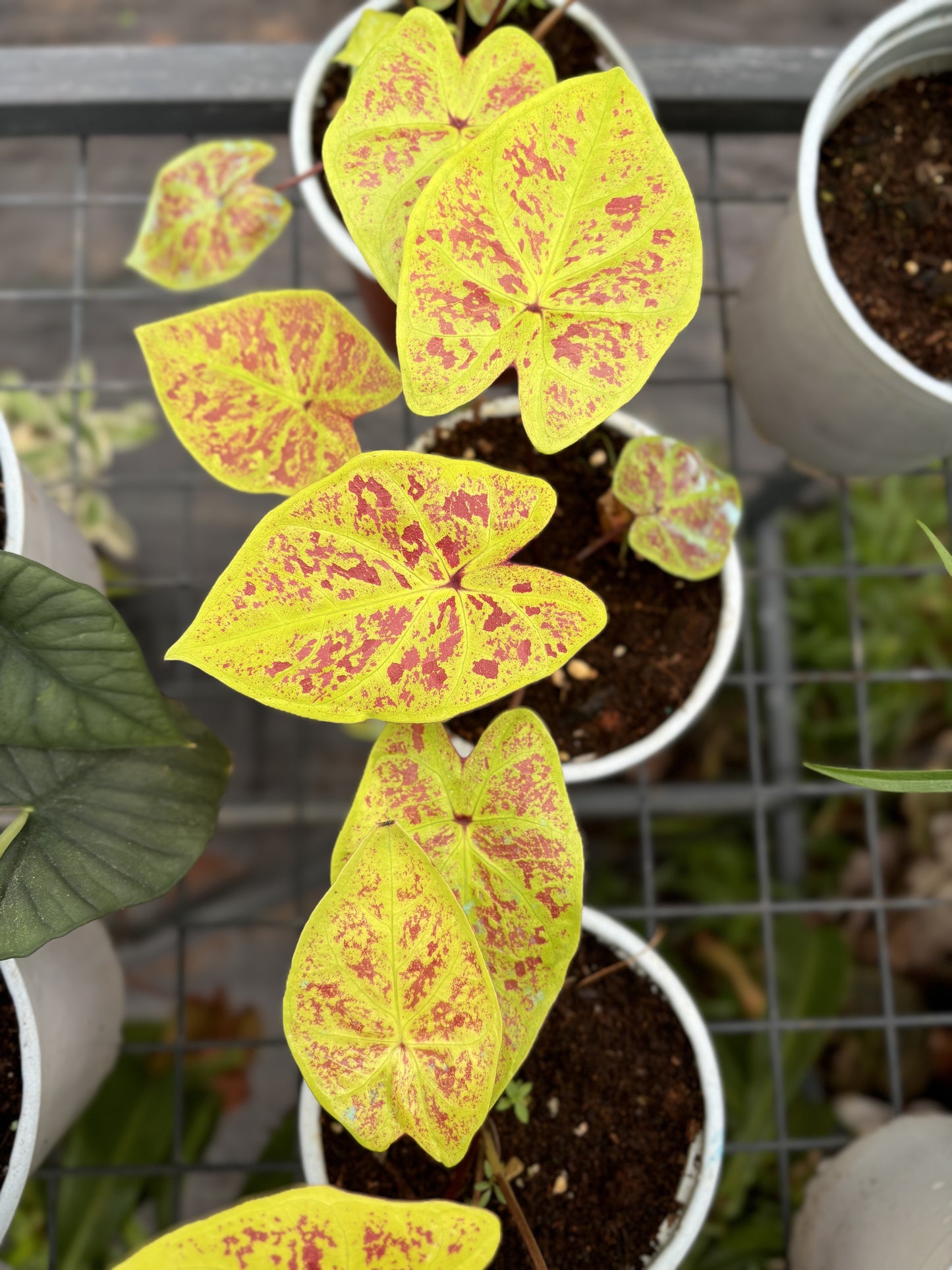 Caladium New Wave