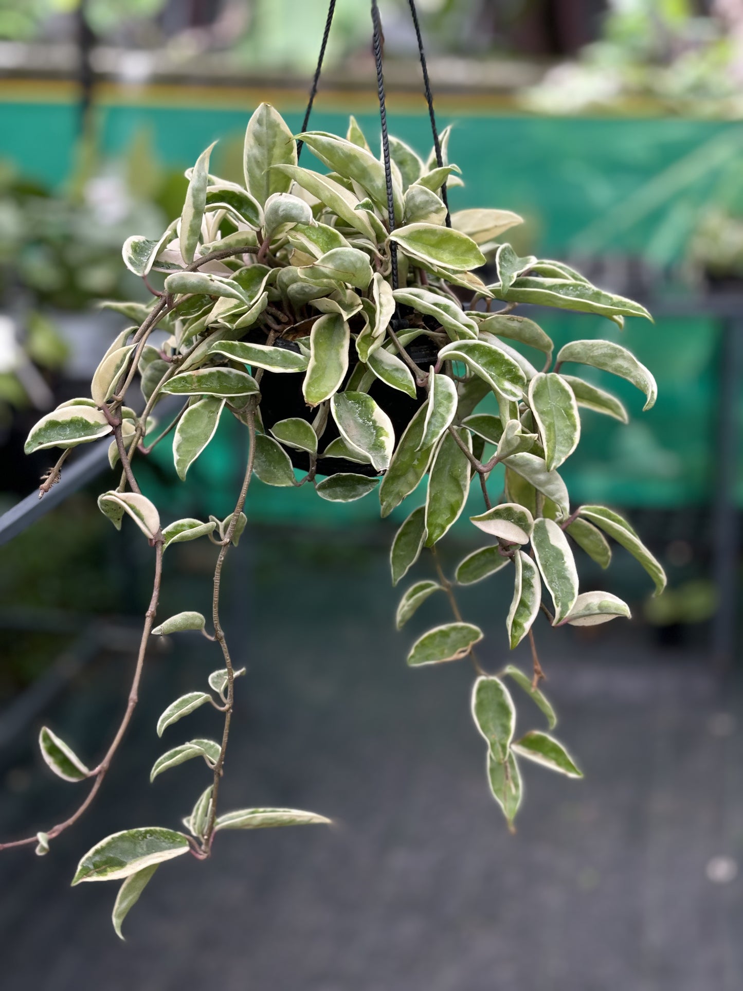 Hoya Carnosa ‘Krimson Queen’ Bushy