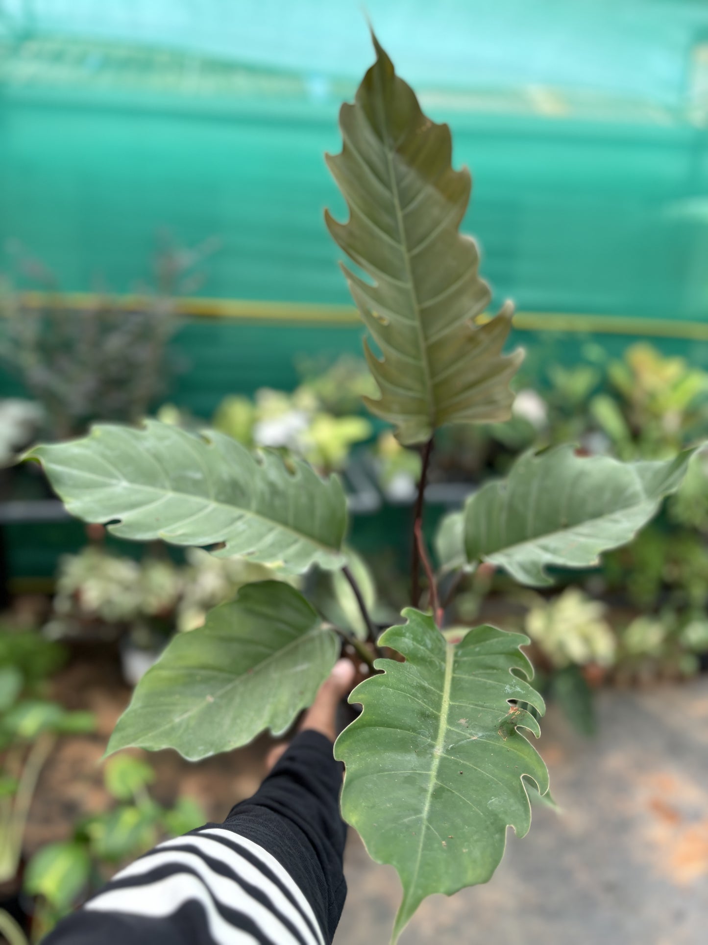 Philodendron Caramel Pluto