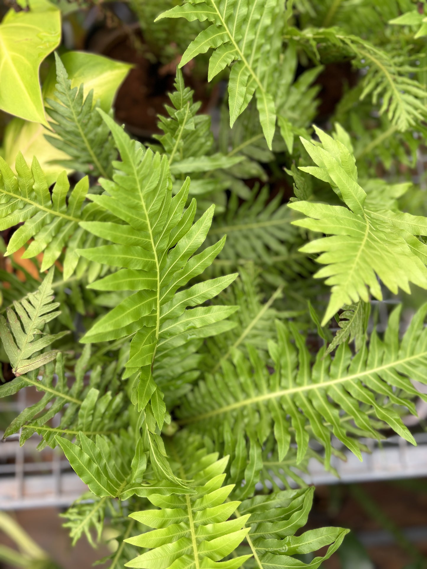 Tree Fern