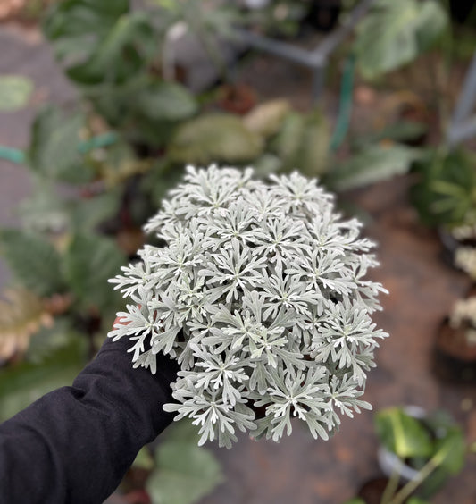 Lavender / Crossostephium Chinense