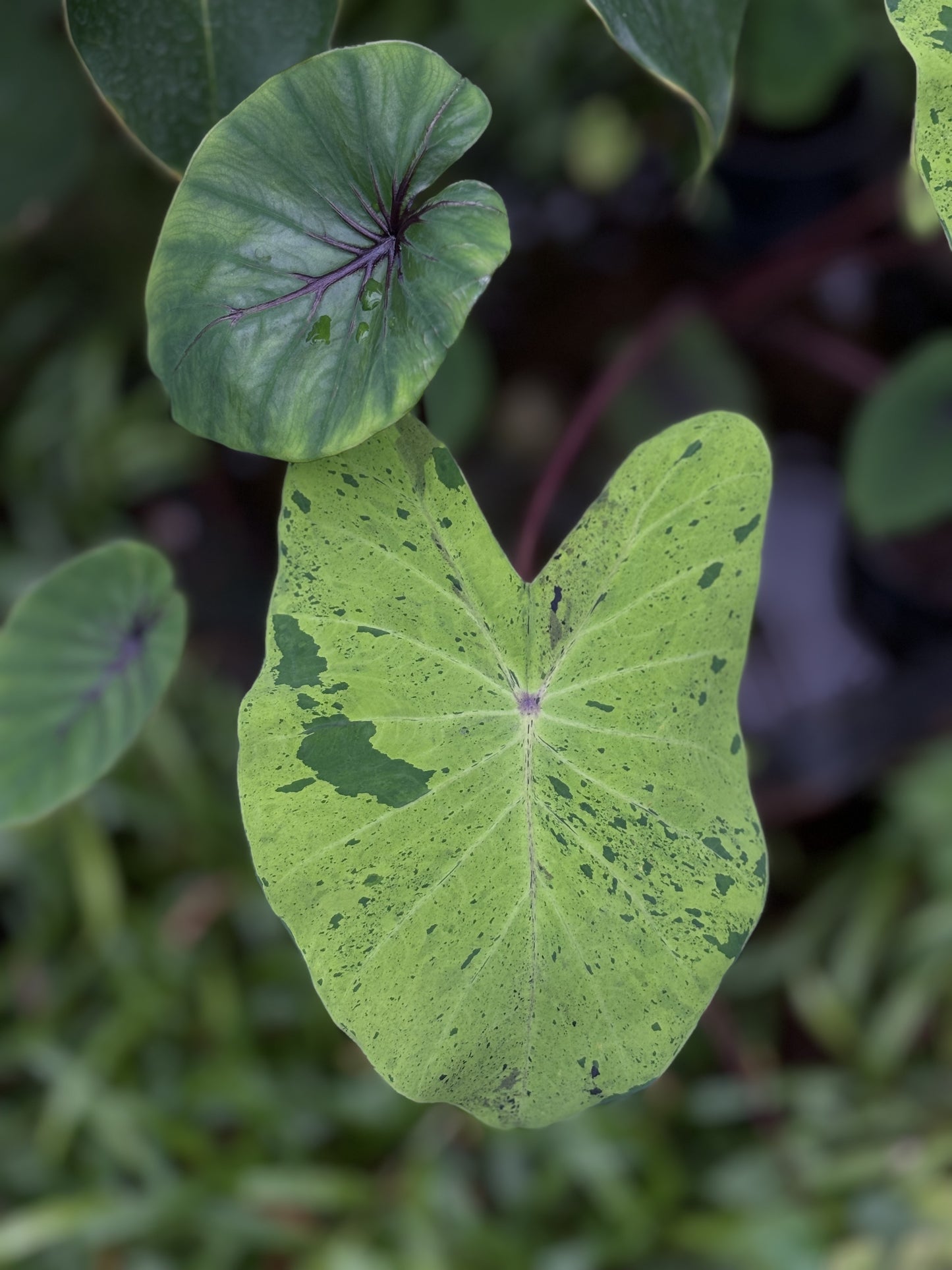 Colocasia Combo ( Mojitto, Pharaohs Mask, Black Coral)