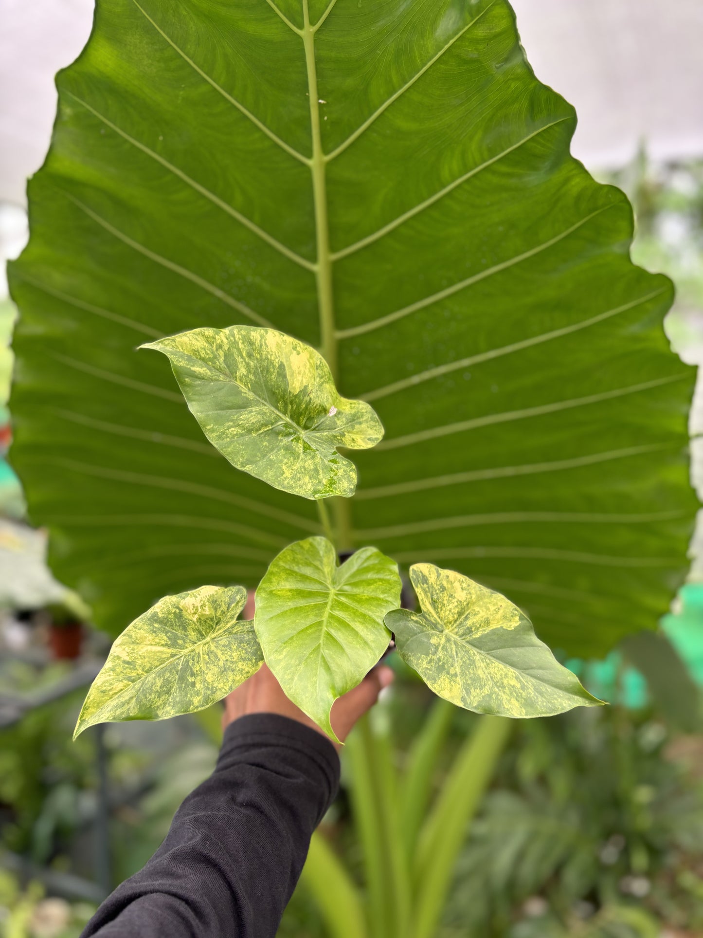 Alocasia Giganteum Aurea