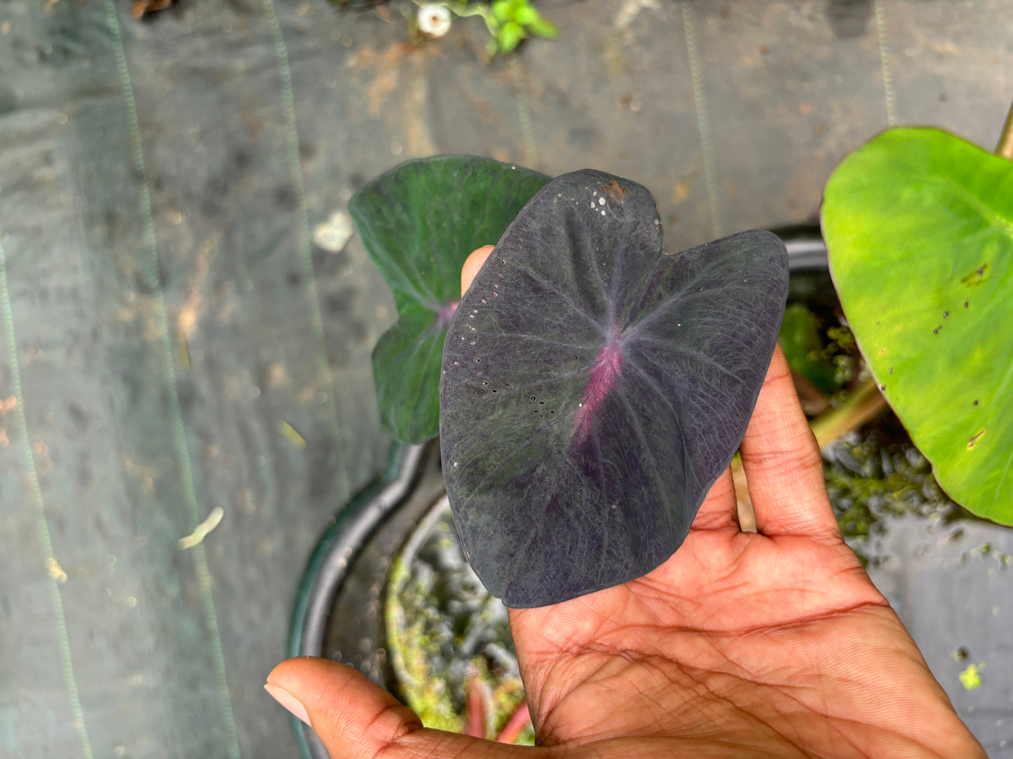 Colocasia Black Coral