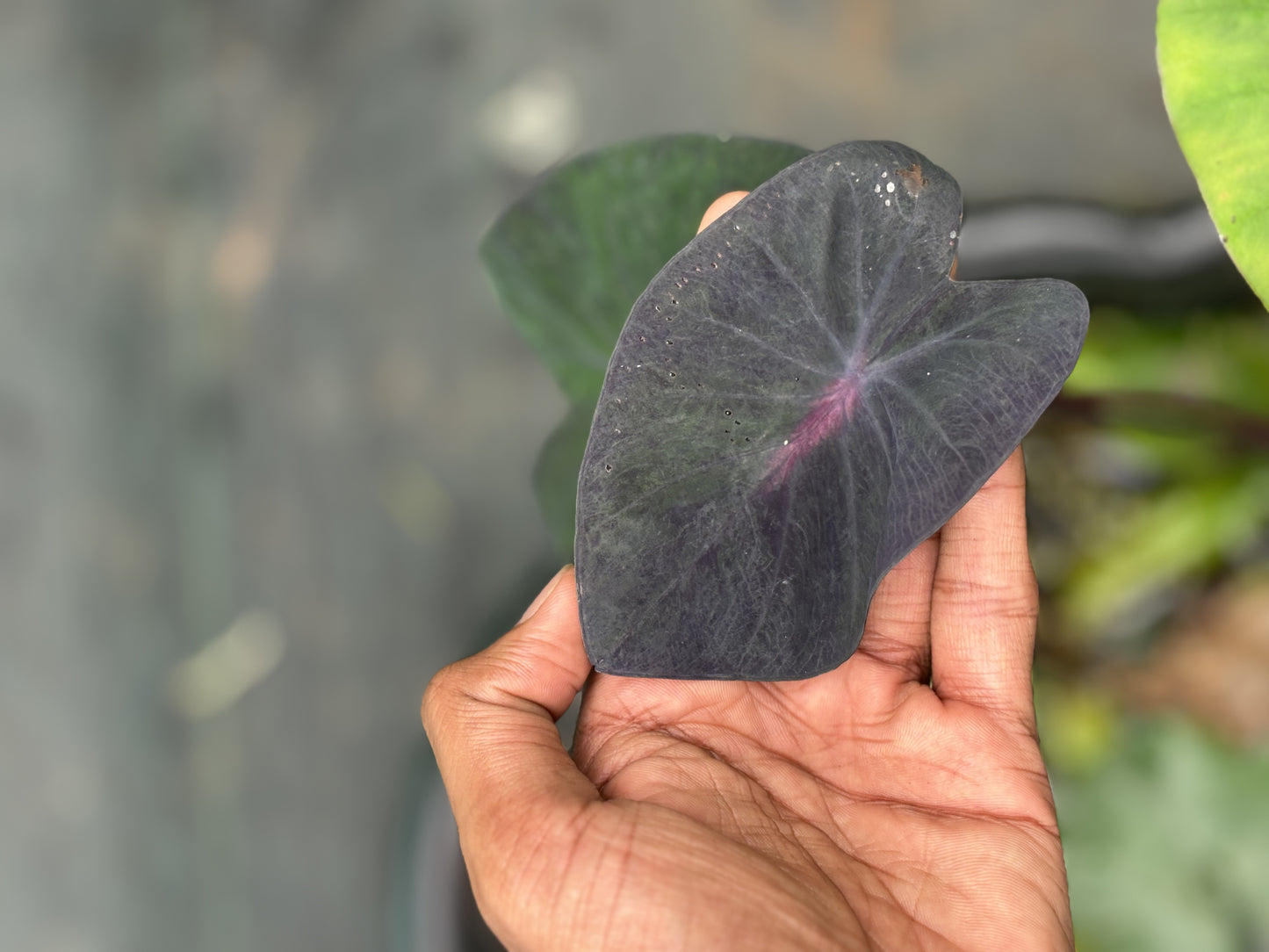 Colocasia Black Coral