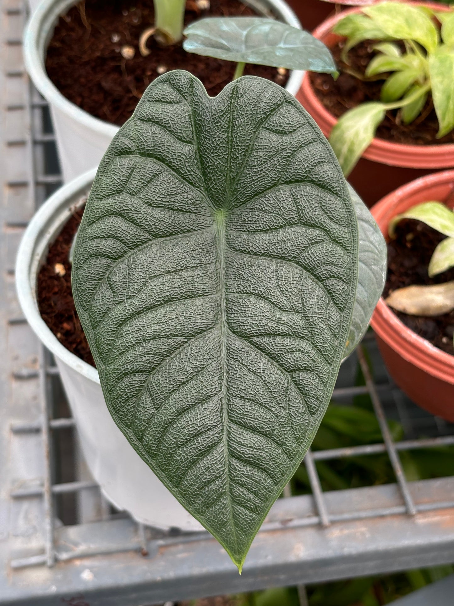 Alocasia Melo 'Tuber'