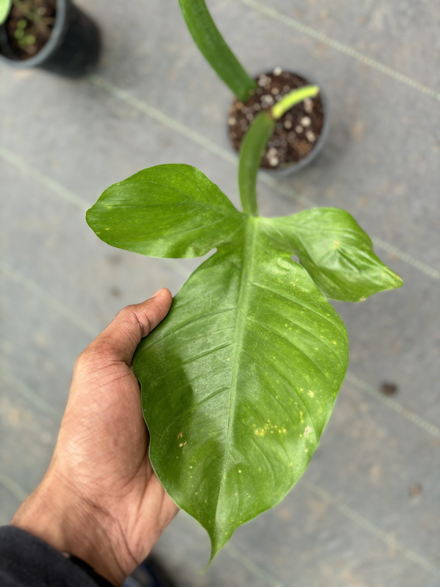 Philodendron Applanatum