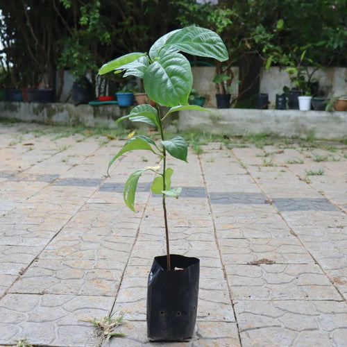 Mooty Exotic Fruit Plants (Baccaurea Courtallensis)