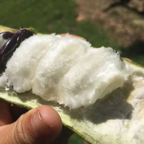 Ice Cream Bean Exotic Fruit Plants (Inga Edulis)