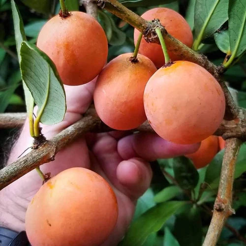 Imbe Fruit Exotic Fruit Plants (Garcinia Livingstonei)