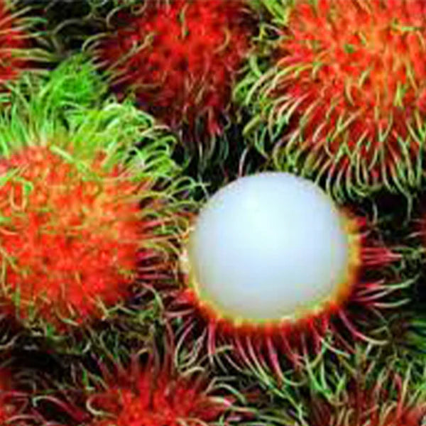 KG10 Rambutan Exotic Fruit Plants (Red)
